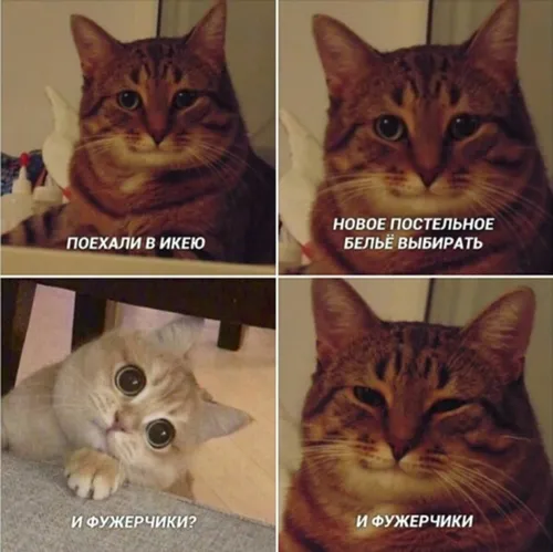 Мемы Картинки коллаж с изображением кота