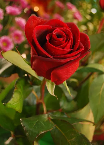 Розы Картинки красная роза с зелеными листьями
