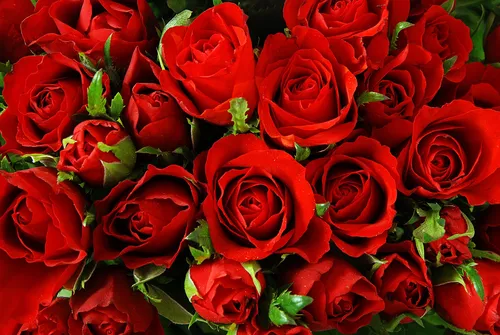 Розы Картинки группа красных роз