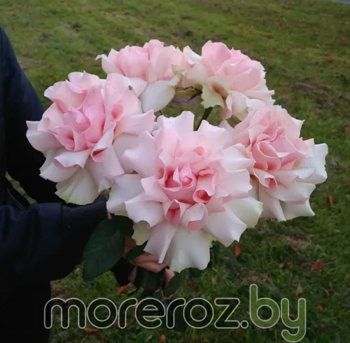 Розы Картинки букет розовых цветов