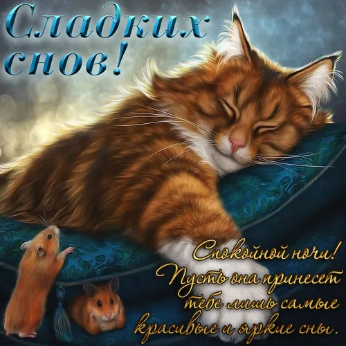 Сладких Снов Картинки кошка спит на одеяле