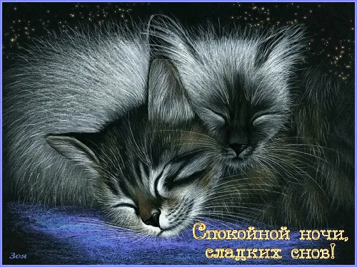 пара котят спят вместе
