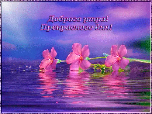 группа розовых цветов, плывущих по воде