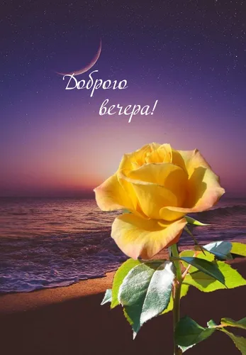 Доброго Вечера Картинки желтая роза на фоне заката