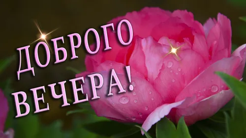 Доброго Вечера Картинки розовый цветок с каплями воды