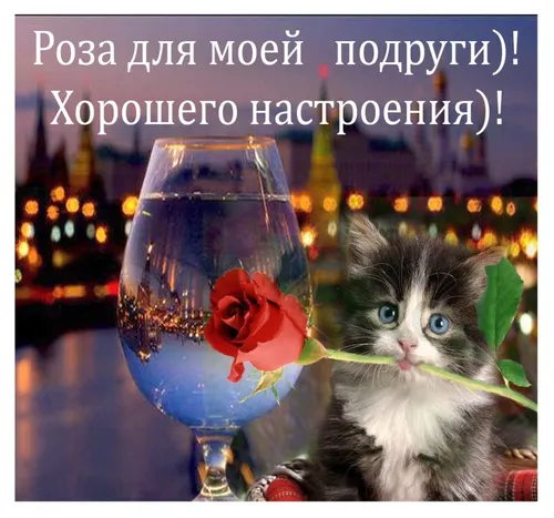 Доброго Вечера Картинки кошка с цветком в стакане
