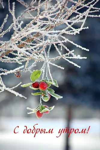 Доброго Утра Зима Картинки ветка с ягодами на ней