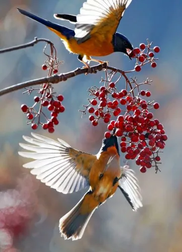 Доброе Утро Зима Картинки две птицы на ветке