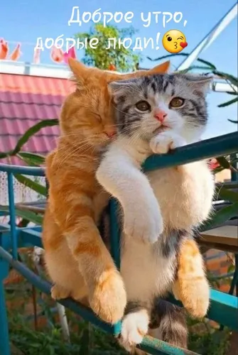 Доброе Утро Смешные Картинки кошка держит другую кошку