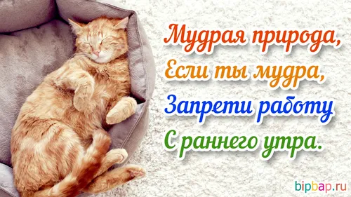 Доброе Утро Смешные Картинки кошка, лежащая на диване