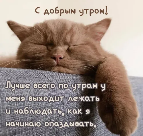 Доброе Утро Смешные Картинки кошка спит на одеяле
