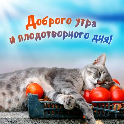 Доброе Утро Смешные Картинки кошка, лежащая на ящике с помидорами