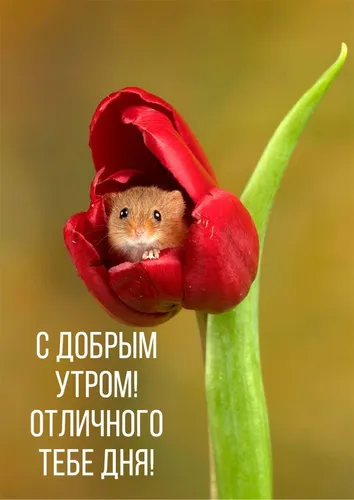 Доброе Утро Смешные Картинки мышь в тюльпане