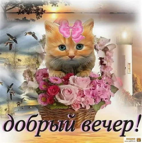 Добрый Вечер Красивые Картинки кошка в цветочной короне