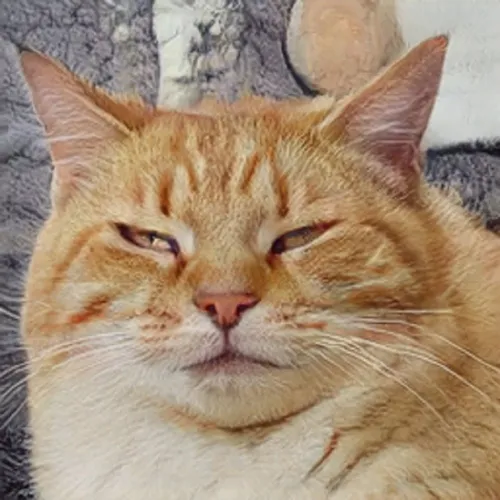 Котов Картинки кот с грустным выражением