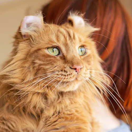 Котов Картинки кошка с человеческим лицом