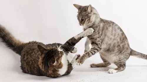 Котов Картинки кошка и котенок