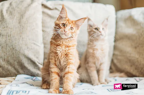 Котов Картинки две кошки сидят на диване