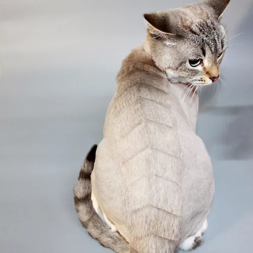 Котов Картинки кошка, стоящая на задних лапах