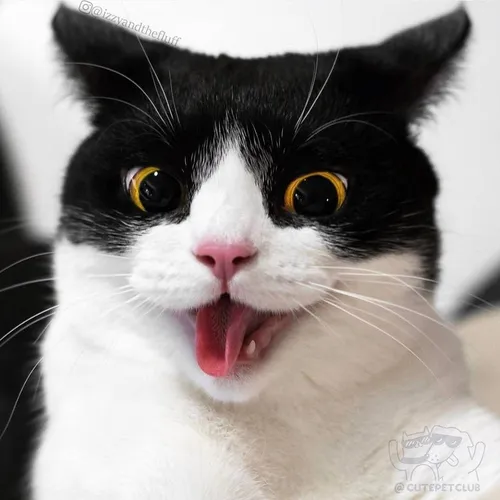 Котов Картинки кошка с высунутым языком
