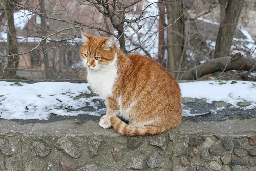 Котов Картинки кошка, сидящая на скале