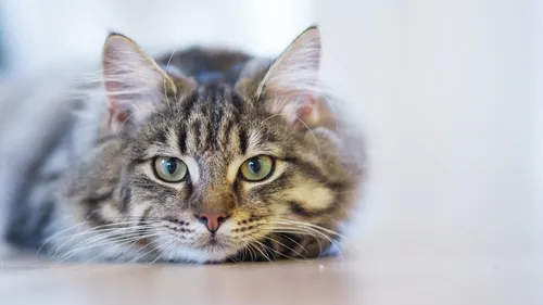 Котов Картинки кошка с головой котенка