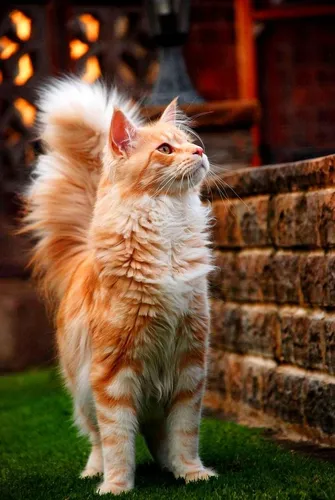 Котов Картинки кошка, стоящая на траве