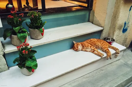 Котов Картинки кошка, лежащая на выступе