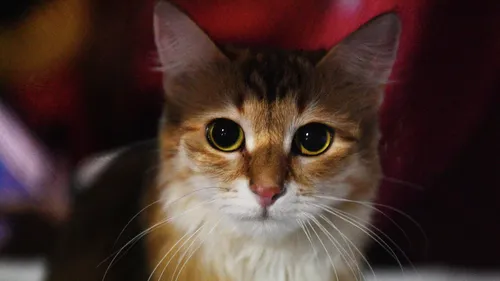 Котов Картинки кот смотрит в камеру