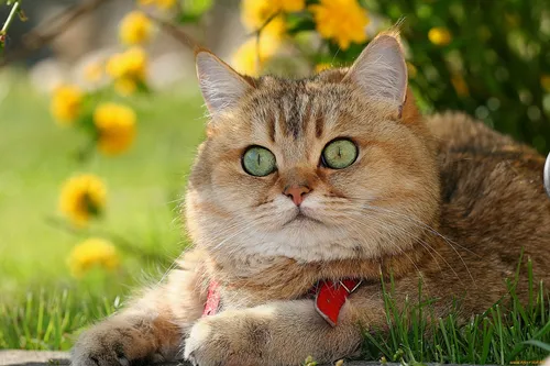 Котов Картинки кошка, лежащая в траве