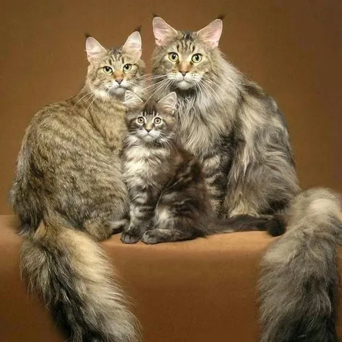 Котов Картинки группа кошек