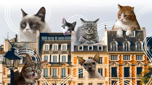 Котов Картинки группа кошек на здании