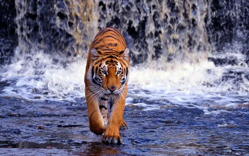 Движущиеся Обои на телефон тигр бежит в воде