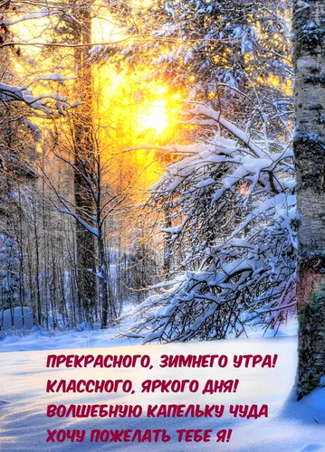 С Добрым Зимним Утром Картинки заснеженный лес с деревьями