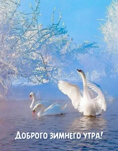 С Добрым Зимним Утром Картинки два лебедя плавают в воде