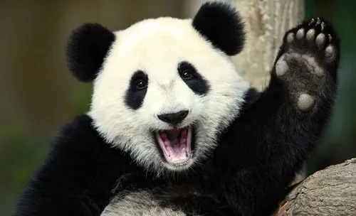 Классные Картинки панда с открытым ртом