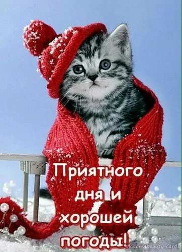 Прикольные Доброе Утро Зима Картинки кошка в одежде санты