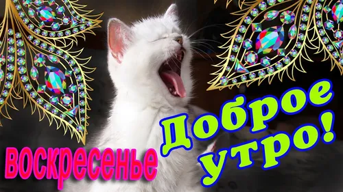 Прикольные Доброе Утро Зима Картинки кошка с открытым ртом