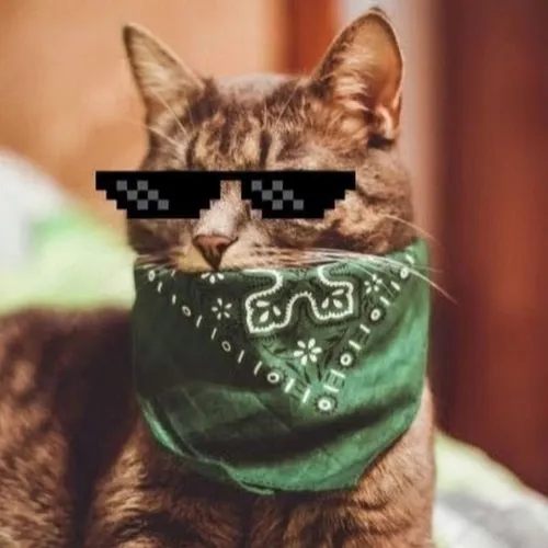 Прикольные На Аву Картинки кошка в зеленой бандане