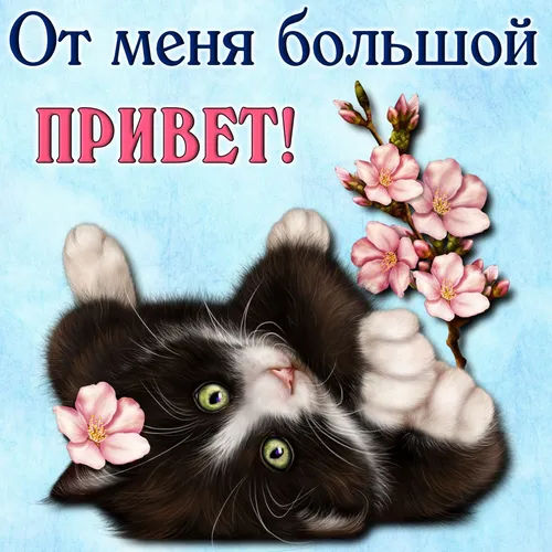 Прощеное Воскресенье Прикольные Картинки кошка с цветами на голове