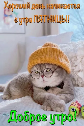 Прощеное Воскресенье Прикольные Картинки кошка в очках