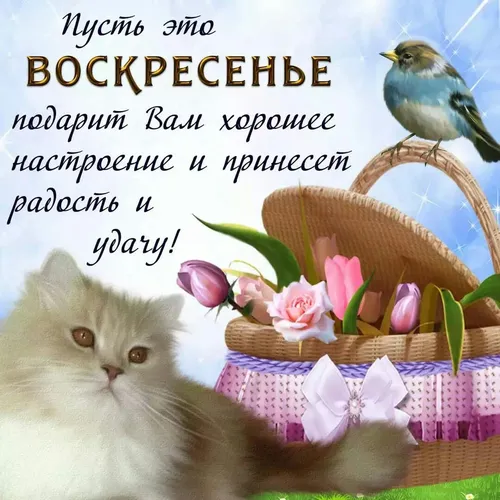 Прощеное Воскресенье Прикольные Картинки кошка, сидящая рядом с корзиной с цветами и птицей на ней