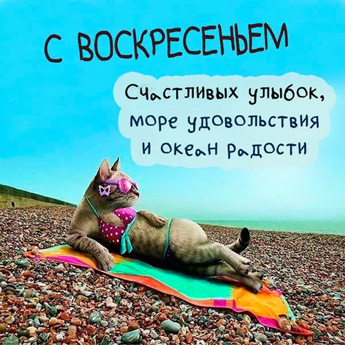 Прощеное Воскресенье Прикольные Картинки кошка, лежащая на одеяле на пляже