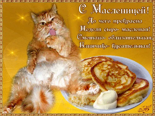 кошка лижет тарелку с едой