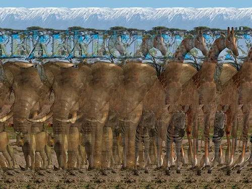 Стерео Картинки группа верблюдов перед стеной с граффити