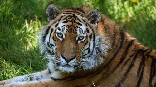 Тигр Картинки тигр лежит в траве