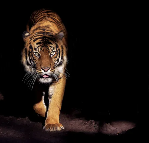 Тигр Картинки тигр, идущий по скале