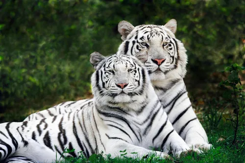 Тигр Картинки пара белых тигров, лежащих в траве