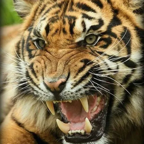 Тигр Картинки тигр с открытым ртом