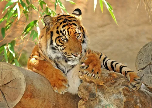 Тигр Картинки тигр, лежащий на скале